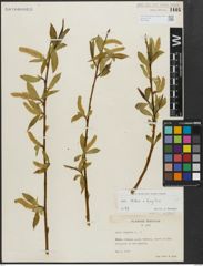 Foto von Salix alba L. x Salix fragilis L.